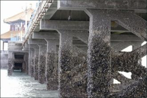 結(jié)構(gòu)防腐 | 混凝土結(jié)構(gòu)的腐蝕機理